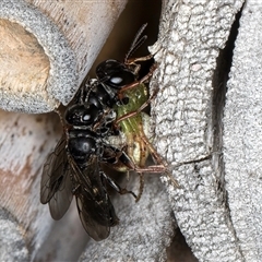 Pompilidae (family) (Unidentified Spider wasp) at Melba, ACT - 22 Oct 2024 by kasiaaus