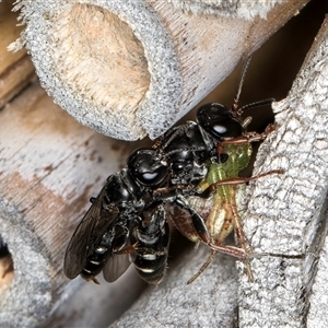 Pompilidae (family) at Melba, ACT - 22 Oct 2024