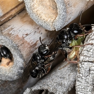 Pompilidae (family) at Melba, ACT - 22 Oct 2024