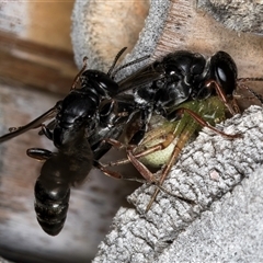 Pompilidae (family) at Melba, ACT - 22 Oct 2024