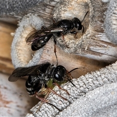 Pompilidae (family) at Melba, ACT - 22 Oct 2024