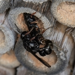 Pison sp. (genus) (Black mud-dauber wasp) at Melba, ACT - 22 Oct 2024 by kasiaaus