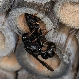 Pompilidae (family) at Melba, ACT - 22 Oct 2024 04:47 PM