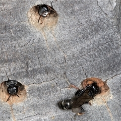 Pompilidae (family) at Melba, ACT - 22 Oct 2024 04:47 PM