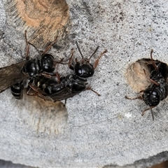 Pompilidae (family) at Melba, ACT - 22 Oct 2024 04:47 PM