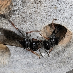 Pompilidae (family) at Melba, ACT - 22 Oct 2024 04:47 PM