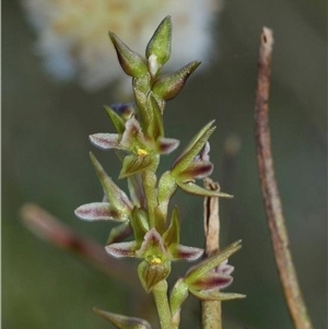 Prasophyllum taphanyx (Graveside Leek-orchid) at Campbell Town, TAS by MichaelBedingfield