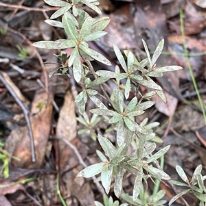 Gaudium multicaule (Teatree) at Bumbaldry, NSW by Tapirlord