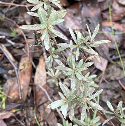 Gaudium multicaule (Teatree) at Bumbaldry, NSW - 17 Jul 2024 by Tapirlord