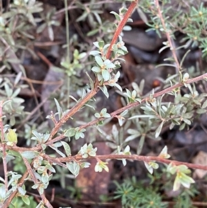 Gaudium multicaule at Bumbaldry, NSW - 17 Jul 2024