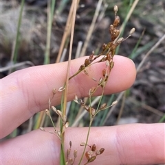 Juncus remotiflorus (Diffuse Rush) at Bumbaldry, NSW - 17 Jul 2024 by Tapirlord