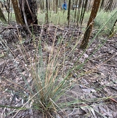 Juncus remotiflorus at Bumbaldry, NSW - 17 Jul 2024 11:27 AM