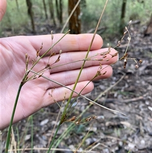 Juncus remotiflorus at Bumbaldry, NSW - 17 Jul 2024 11:27 AM