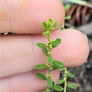 Phyllanthus occidentalis at Bumbaldry, NSW - 17 Jul 2024 11:27 AM