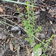 Phyllanthus occidentalis at Bumbaldry, NSW - 17 Jul 2024