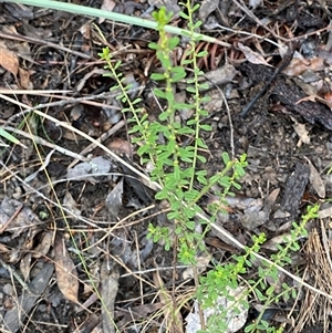 Phyllanthus occidentalis at Bumbaldry, NSW - 17 Jul 2024