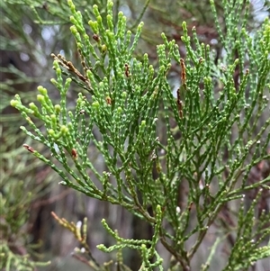 Callitris endlicheri (Black Cypress Pine) at Bumbaldry, NSW by Tapirlord