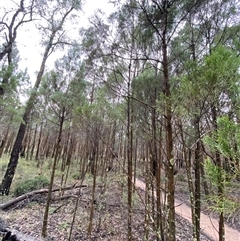 Callitris endlicheri at Bumbaldry, NSW - 17 Jul 2024