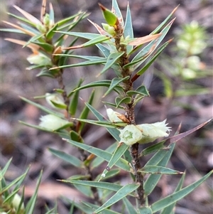 Melichrus urceolatus (Urn Heath) at Bumbaldry, NSW by Tapirlord