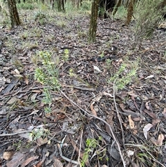 Melichrus urceolatus at Bumbaldry, NSW - 17 Jul 2024 11:24 AM