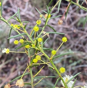 Acacia genistifolia at Bumbaldry, NSW - 17 Jul 2024