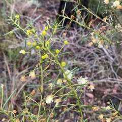 Acacia genistifolia at Bumbaldry, NSW - 17 Jul 2024 11:20 AM