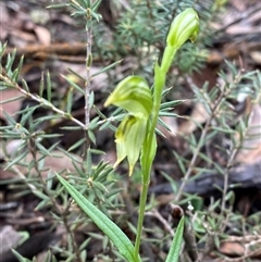 Pterostylis stenosepala (Narrow-Sepalled Greenhood) at Bumbaldry, NSW - 17 Jul 2024 by Tapirlord