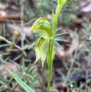 Pterostylis stenosepala at Bumbaldry, NSW - 17 Jul 2024