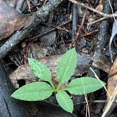 Pterostylis stenosepala at Bumbaldry, NSW - 17 Jul 2024