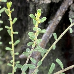 Phyllanthus occidentalis (Thyme Spurge) at Bumbaldry, NSW - 17 Jul 2024 by Tapirlord