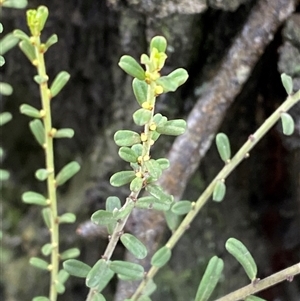 Phyllanthus occidentalis (Thyme Spurge) at Bumbaldry, NSW by Tapirlord