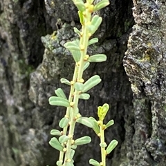 Phyllanthus occidentalis at Bumbaldry, NSW - 17 Jul 2024