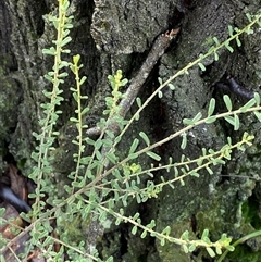 Phyllanthus occidentalis at Bumbaldry, NSW - 17 Jul 2024 11:18 AM