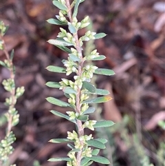 Styphelia ericoides at Bumbaldry, NSW - 17 Jul 2024 by Tapirlord