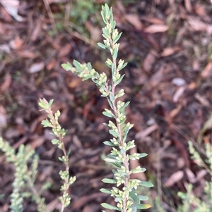 Styphelia ericoides at Bumbaldry, NSW - 17 Jul 2024 11:19 AM