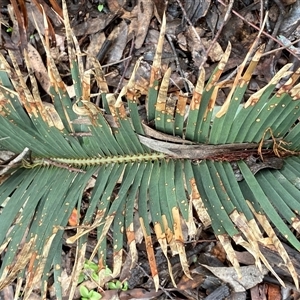 Macrozamia secunda at Bumbaldry, NSW - 17 Jul 2024