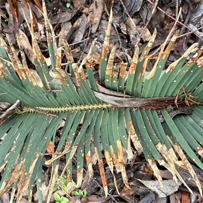 Macrozamia secunda at Bumbaldry, NSW - 17 Jul 2024 by Tapirlord