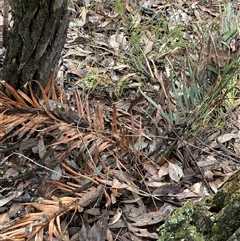 Macrozamia secunda at Bumbaldry, NSW - 17 Jul 2024