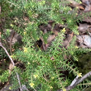 Acrotriche rigida at Bumbaldry, NSW - 17 Jul 2024