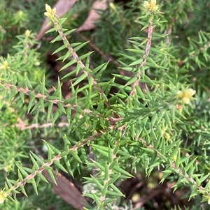 Acrotriche rigida at Bumbaldry, NSW - 17 Jul 2024