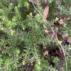 Acrotriche rigida at Bumbaldry, NSW - 17 Jul 2024 11:18 AM