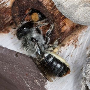 Megachile (Hackeriapis) canifrons at Melba, ACT - 22 Oct 2024