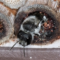 Megachile (Hackeriapis) canifrons at Melba, ACT - 22 Oct 2024 05:15 PM