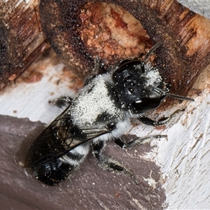 Megachile (Hackeriapis) canifrons at Melba, ACT - 22 Oct 2024