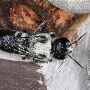 Megachile (Hackeriapis) canifrons at Melba, ACT - 22 Oct 2024