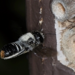 Megachile (Hackeriapis) canifrons at Melba, ACT - 22 Oct 2024