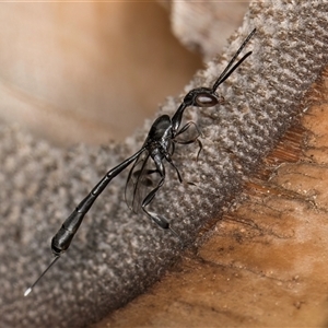 Gasteruption sp. (genus) at Melba, ACT - 22 Oct 2024