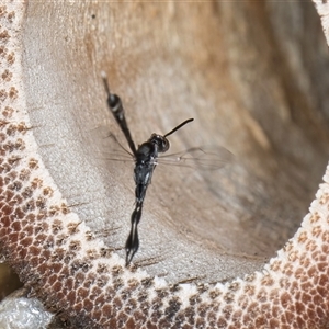 Gasteruption sp. (genus) at Melba, ACT - 22 Oct 2024