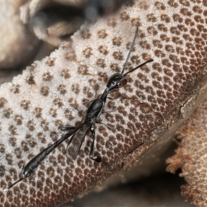 Gasteruption sp. (genus) at Melba, ACT - 22 Oct 2024