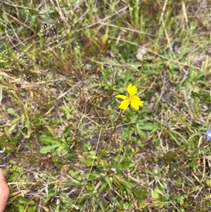 Goodenia pinnatifida at Throsby, ACT - 23 Oct 2024 01:14 PM